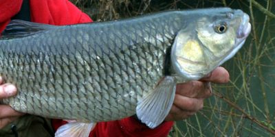 River Loddon Chub 3.jpg